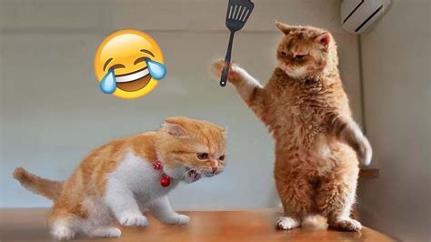 If you are an animal lover, you ar. . Youtube funny cat videos